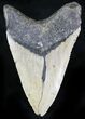 Bargain Megalodon Tooth - North Carolina #28833-1